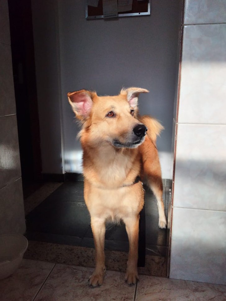 sarasharon's tweet photo. CLASSIFIQUE O SEU PET

raça: viralata
nome: Dory
beleza: infinito/10
inteligência: 7/10 se faz de sonsa
raiva: 8/10 estressada e pistola
já mordeu alguém: sim, EU
gosta de passear: odeia e muito
apelido: pinxeja, cabeçuda, feiosa https://t.co/onvu05JO1G
