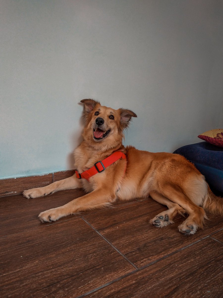 sarasharon's tweet photo. CLASSIFIQUE O SEU PET

raça: viralata
nome: Dory
beleza: infinito/10
inteligência: 7/10 se faz de sonsa
raiva: 8/10 estressada e pistola
já mordeu alguém: sim, EU
gosta de passear: odeia e muito
apelido: pinxeja, cabeçuda, feiosa https://t.co/onvu05JO1G