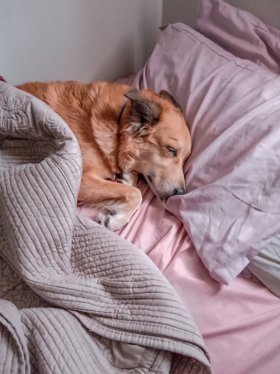 sarasharon's tweet photo. CLASSIFIQUE O SEU PET

raça: viralata
nome: Dory
beleza: infinito/10
inteligência: 7/10 se faz de sonsa
raiva: 8/10 estressada e pistola
já mordeu alguém: sim, EU
gosta de passear: odeia e muito
apelido: pinxeja, cabeçuda, feiosa https://t.co/onvu05JO1G