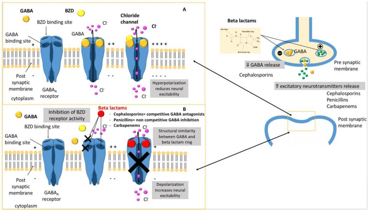 #IDtwitter 
Mechanisms involved in beta-lactam-induced neurotoxicity
<a href="/id_cure/">CURE ID</a> <a href="/BCMIDFellowship/">BCM ID Fellowship</a> <a href="/anzpid/">ANZPID</a> <a href="/ruwandi_k91/">Ruwandi Kariyawasam, PhD, FCCM, D(ABMM)</a> @andreaprinzi <a href="/Darcy_ID_doc/">Darcy Wooten she/her</a> <a href="/id_bmc/">橘子茶</a> @MeghJoe <a href="/iscm_micro/">Irish Society of Clinical Microbiologists</a> <a href="/drraghutg/">Raghav Tirupathi, MD, FACP, FRCP, FIDSA</a> <a href="/microbemail/">Vindana Chibabhai (she/her)</a> @KyleDHueth 

DOI: 10.3390/microorganisms9071505