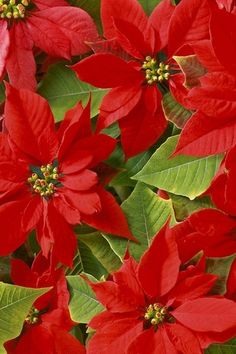 SDKHunter's tweet image. Poinsettia blooms #flowers
