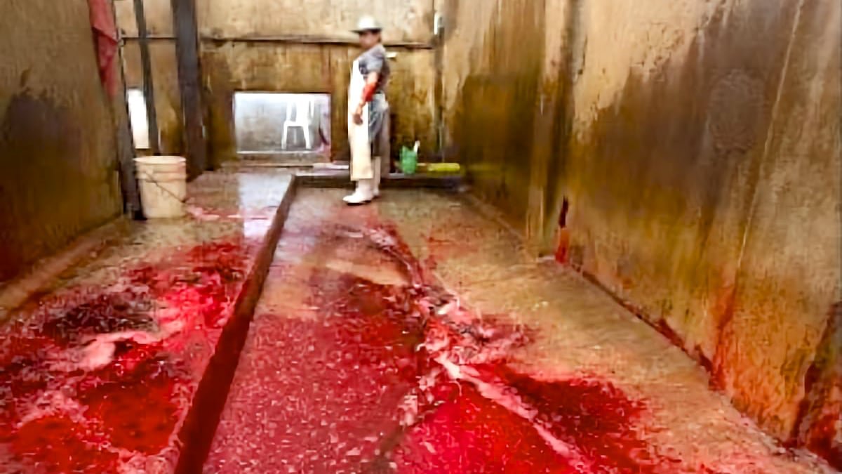Slaughterhouses look like crime scenes.

#Vegan and an #animalrights activist to end the #animalgenocide happening in every country in the world.

To show there is a kinder, healthier, greener way forward. 🌱☮️