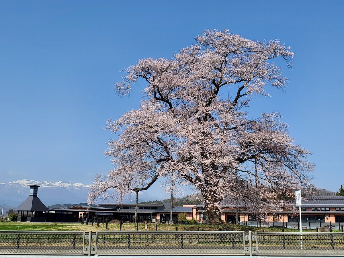 下り線『万燈桜』が咲き始めています🌸
 #道の駅安達  #二本松の桜