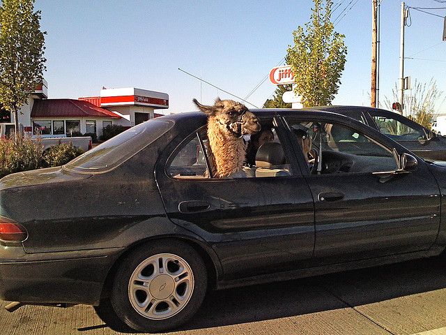 AmadioFarm's tweet photo. Did you know Louie,  our celebrity Llama at the farm, is available for public appearances at raves, parties and other influencer events? 
Contact the farm for info on fees. 
#lifeoftheparty #lama #partyhardy #partyanimal #willworkforbeer https://t.co/edEz8sKmjk