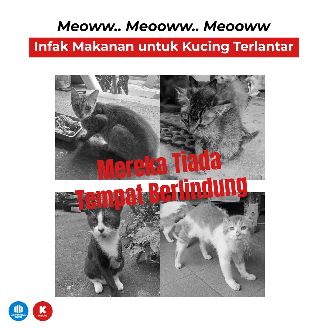 kitafundMY's tweet photo. Beribu-ribu kucing terbiar dan menderita di jalanan setiap hari. Banyak daripada mereka yang berada dalam bahaya kerana kekurangan sumber dan tempat perlindungan yang selamat. Puan Imas adalah salah seorang manusia yang terpilih untuk menyelamatkan nyawa anak-anak bulus ini. https://t.co/BHFkqlyYFO