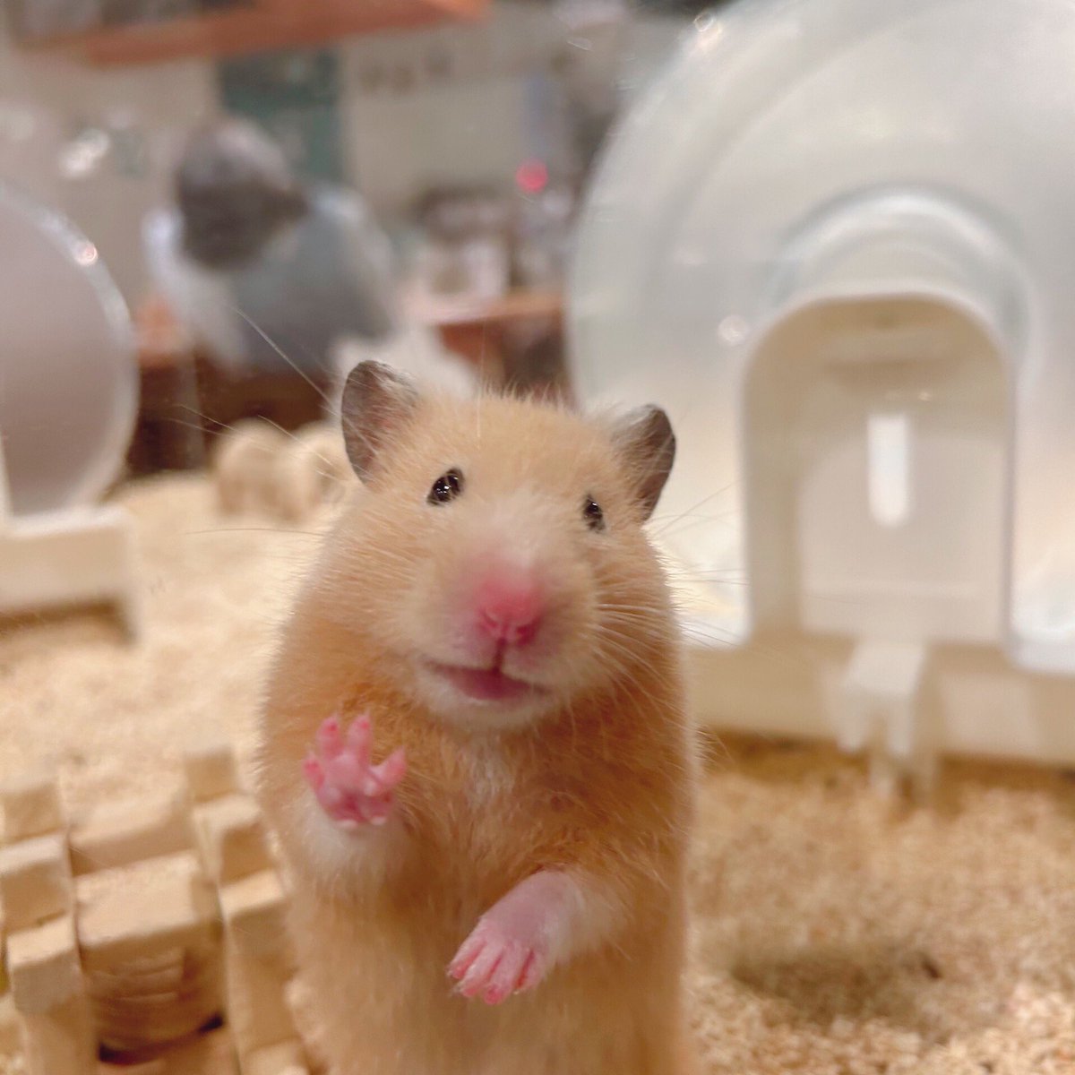 ハムスターカフェ mogumogu on X: 