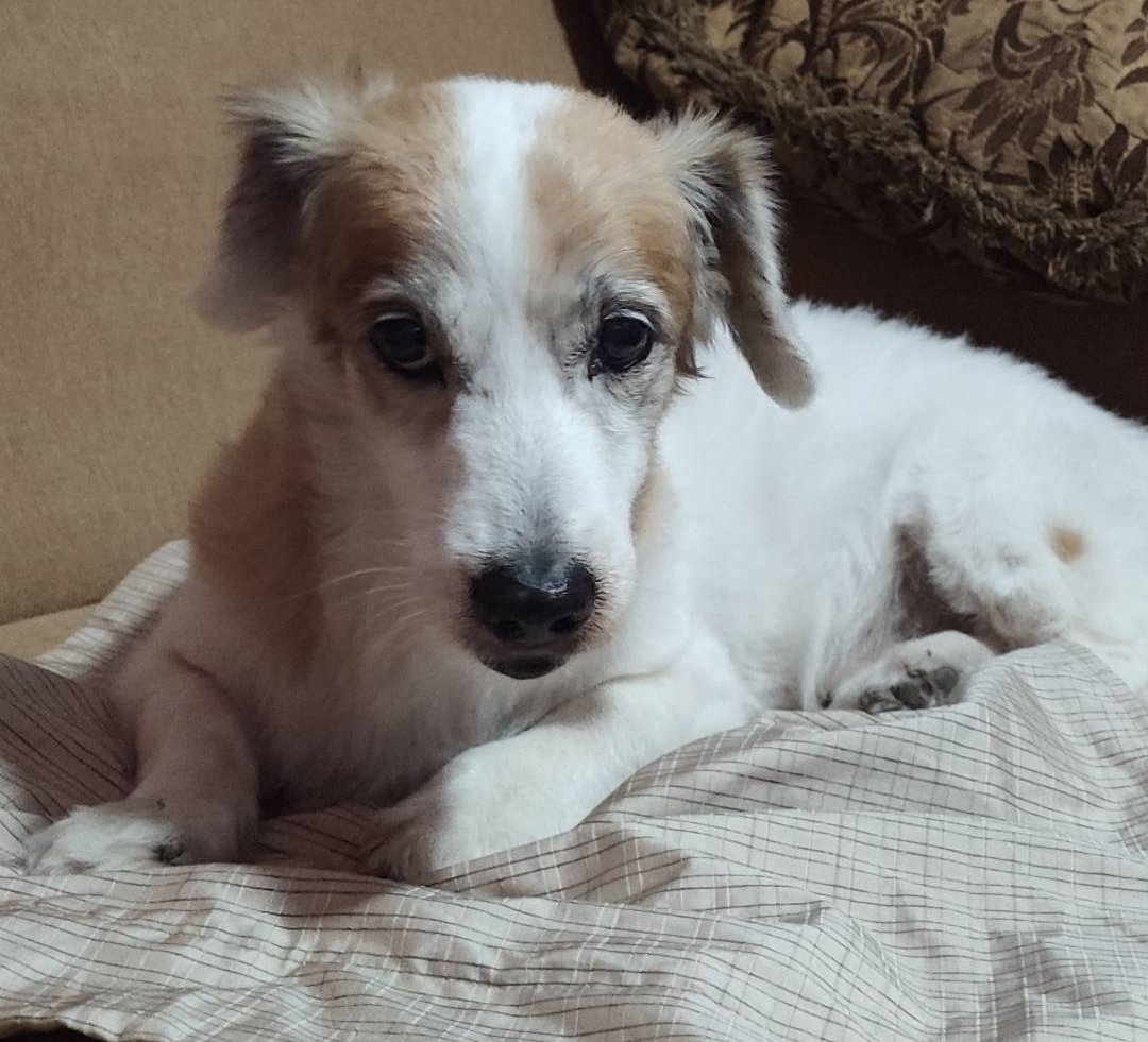 SandiaEB's tweet photo. Te extrañaremos mi querido Papelito, fueron 16 años de alegría en nuestra familia #mascotas https://t.co/1k0rrTT83M