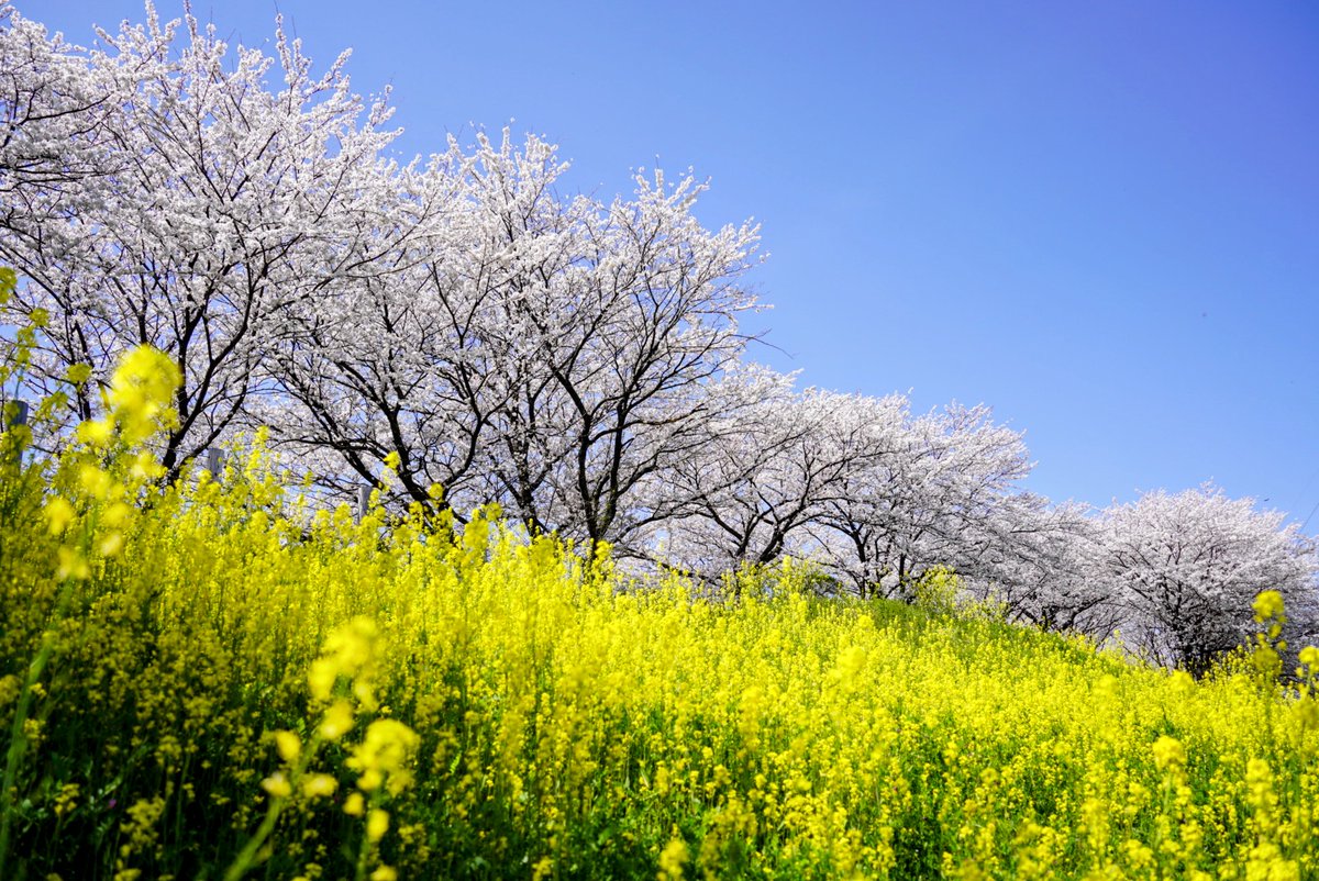 tsnagaruspace's tweet photo. 名古屋の桜も満開��すね！
ここは秘密の場所。毎年１人できてます。今週もたくさんのご予約ありがとうございます。
#企業公式春のフォロー祭り 
#企業公式が毎朝地元の天気を言い合う 
#桜の日 https://t.co/LPGLtJmsmm