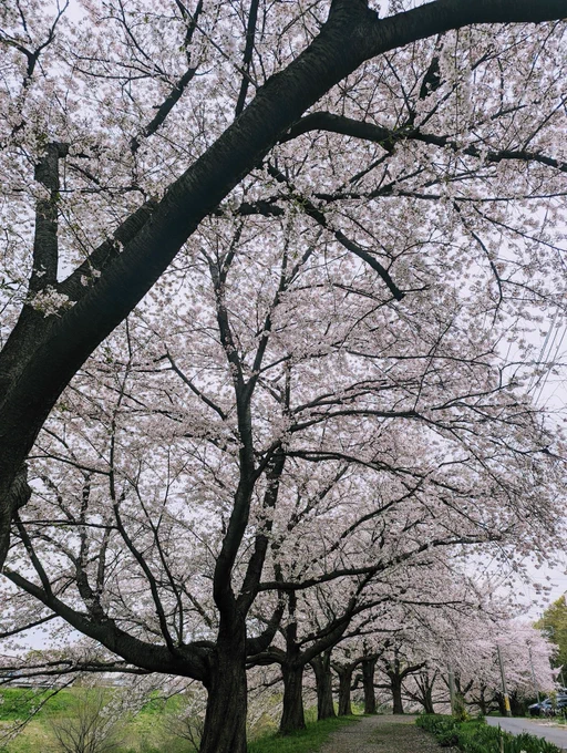 去年シロミを連れてきた隠れ桜スポット。今年も素晴らしかばい 