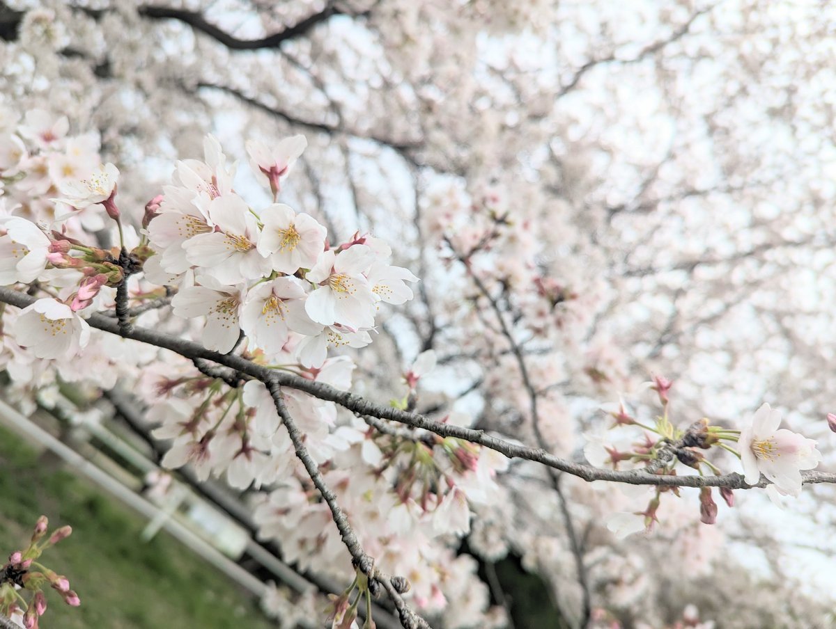 「去年シロミを連れてきた隠れ桜スポット。今年も素晴らしかばい 」|やまいのイラスト