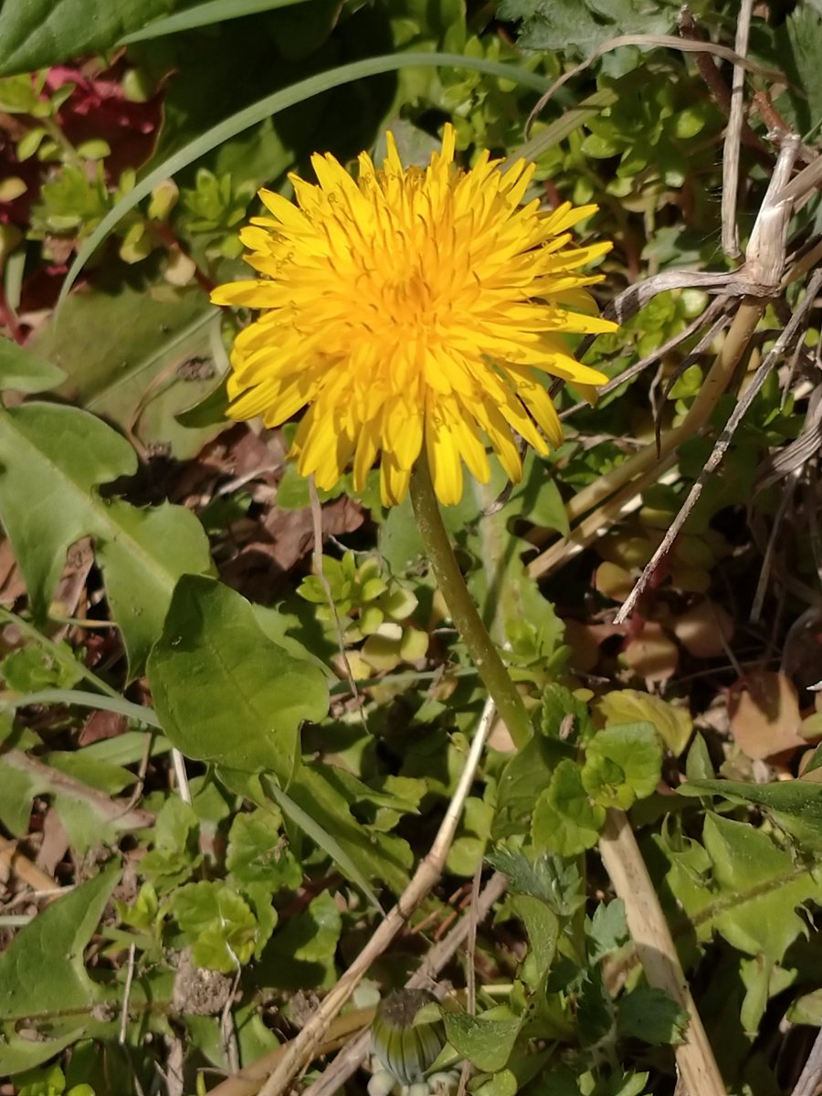 Lot415's tweet image. タンポポが咲いています。#タンポポ #花