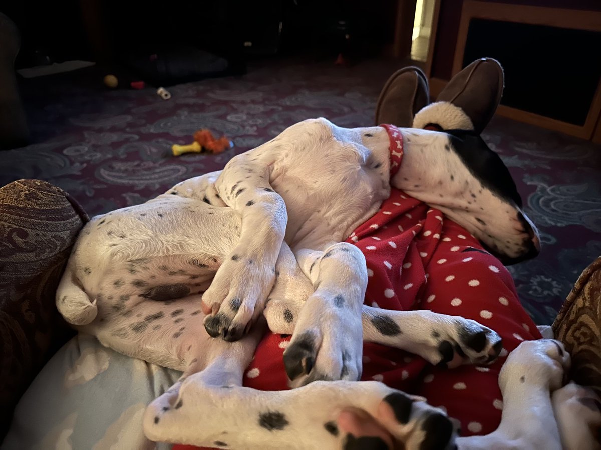 My pups are made of rubber! How in the world is this comfy?!