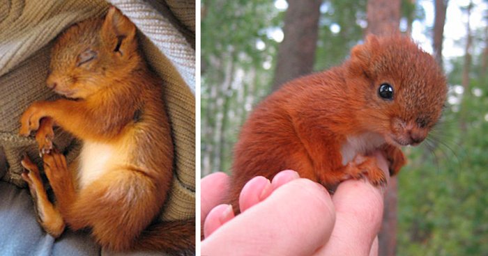 Little squirrel 🐿️🐿️🐿️💕