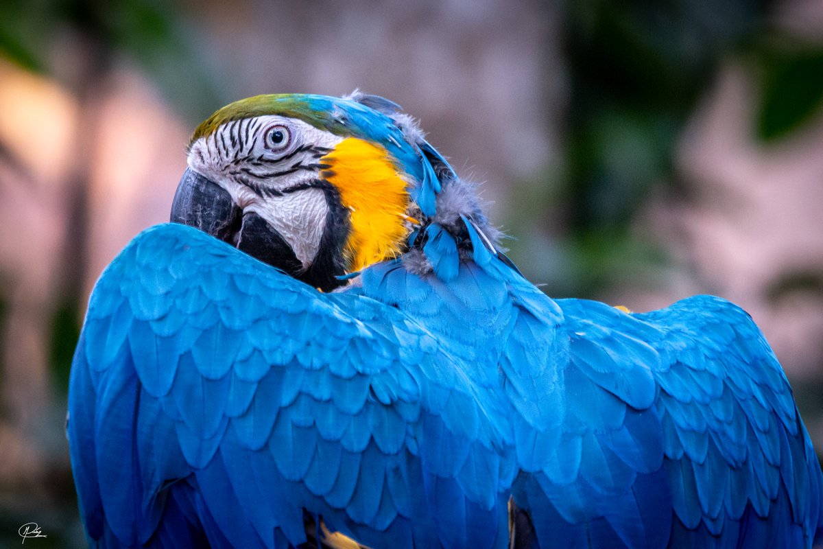 marcodiazfoto's tweet photo. El guacamayo azul y amarillo (Ara ararauna).
https://t.co/8U5F5eM9L3
#costarica #birds #birdphotography #wildlife #aves https://t.co/ll3Gh2fOoe