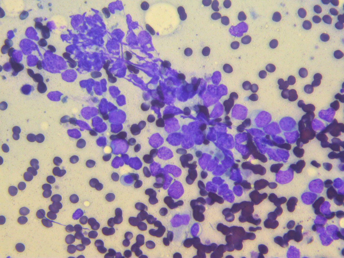 Rosliakova Elena tweet media