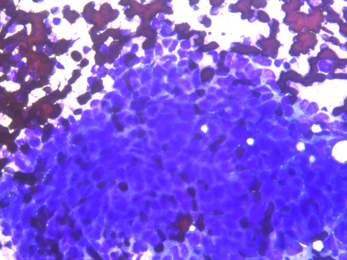 Rosliakova Elena tweet media