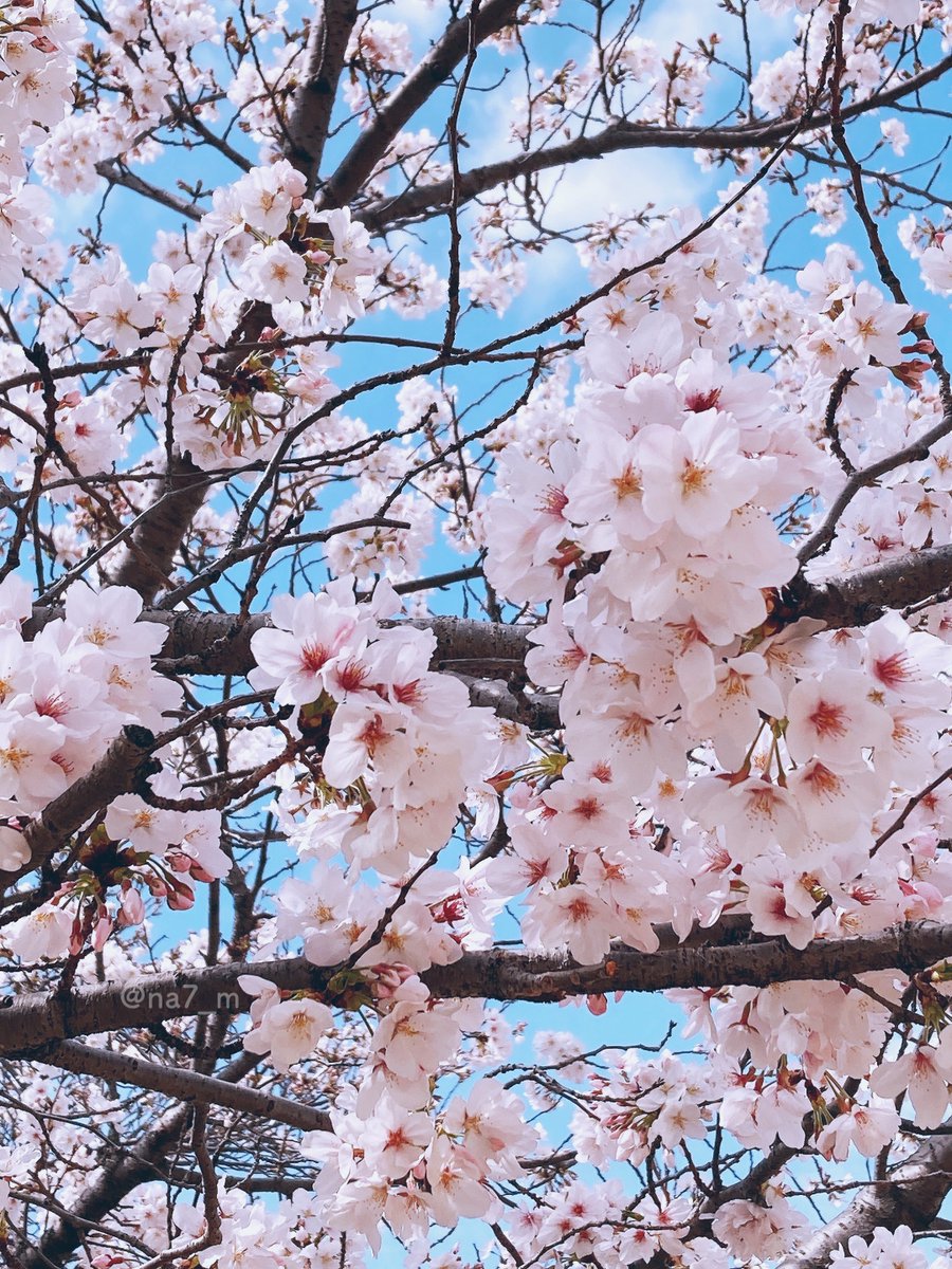 「近所の公園はそろそろ見納めかな?デイサービスの方たちや保育園の子たちがいっぱいで」|村上ナナのイラスト