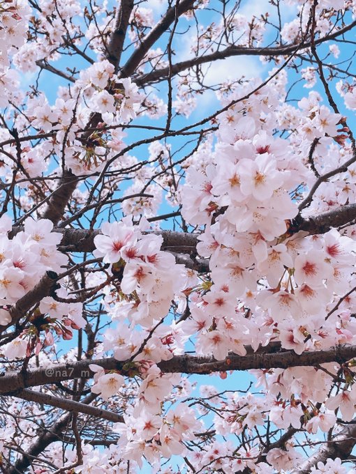近所の公園はそろそろ見納めかな?デイサービスの方たちや保育園の子たちがいっぱいで、みんな桜にキャッキャしてて可愛かった 