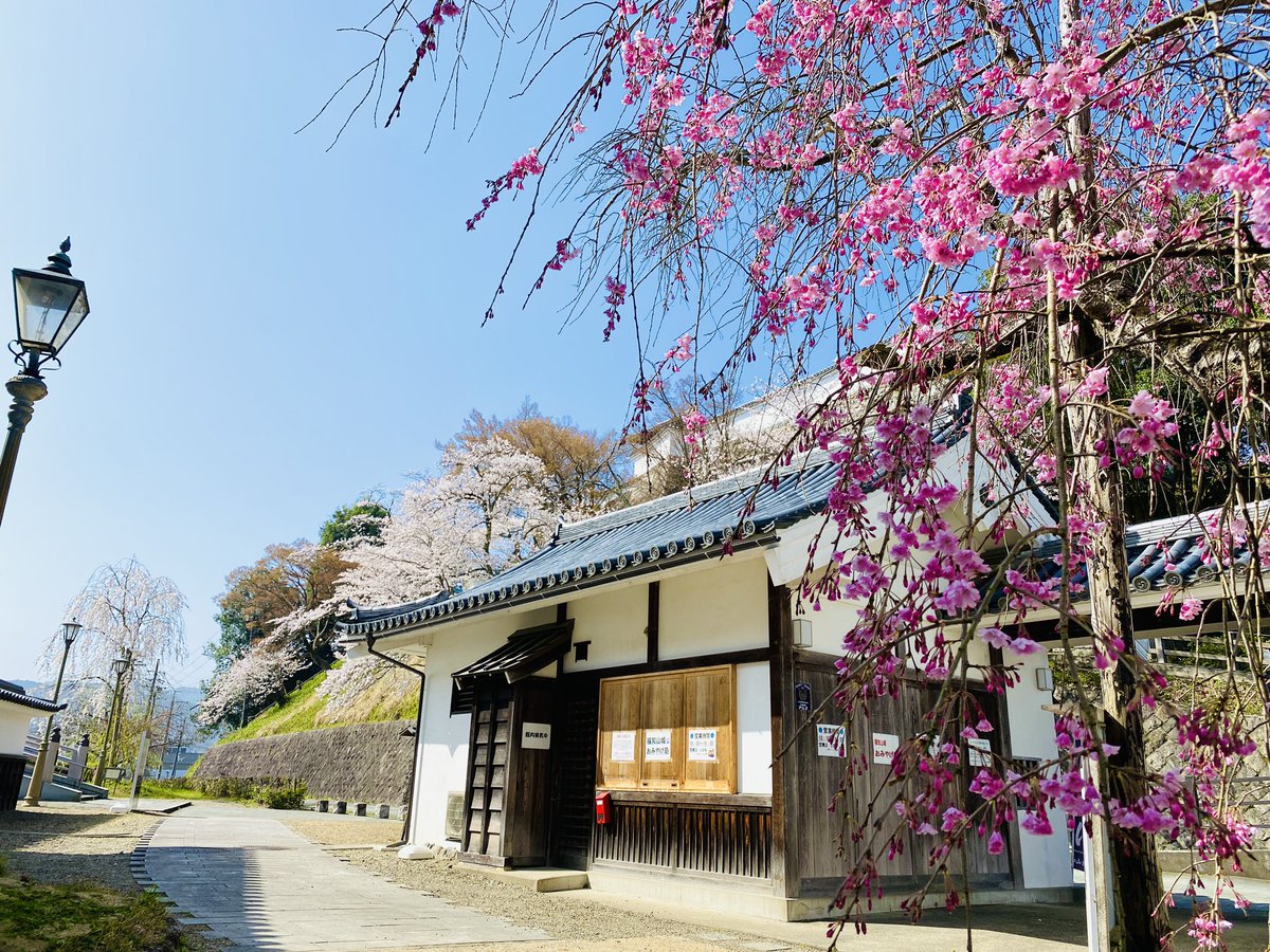 mitsuhidehiroko's tweet photo. 福知山城の桜満開🌸🌸🌸

佐藤太清記念美術館横の紅八重桜も例年より早く咲きました！

ソメイヨシノと一緒に楽しめるという珍しい光景は必見です✨🌸🍡 https://t.co/7s6u48e9Ss