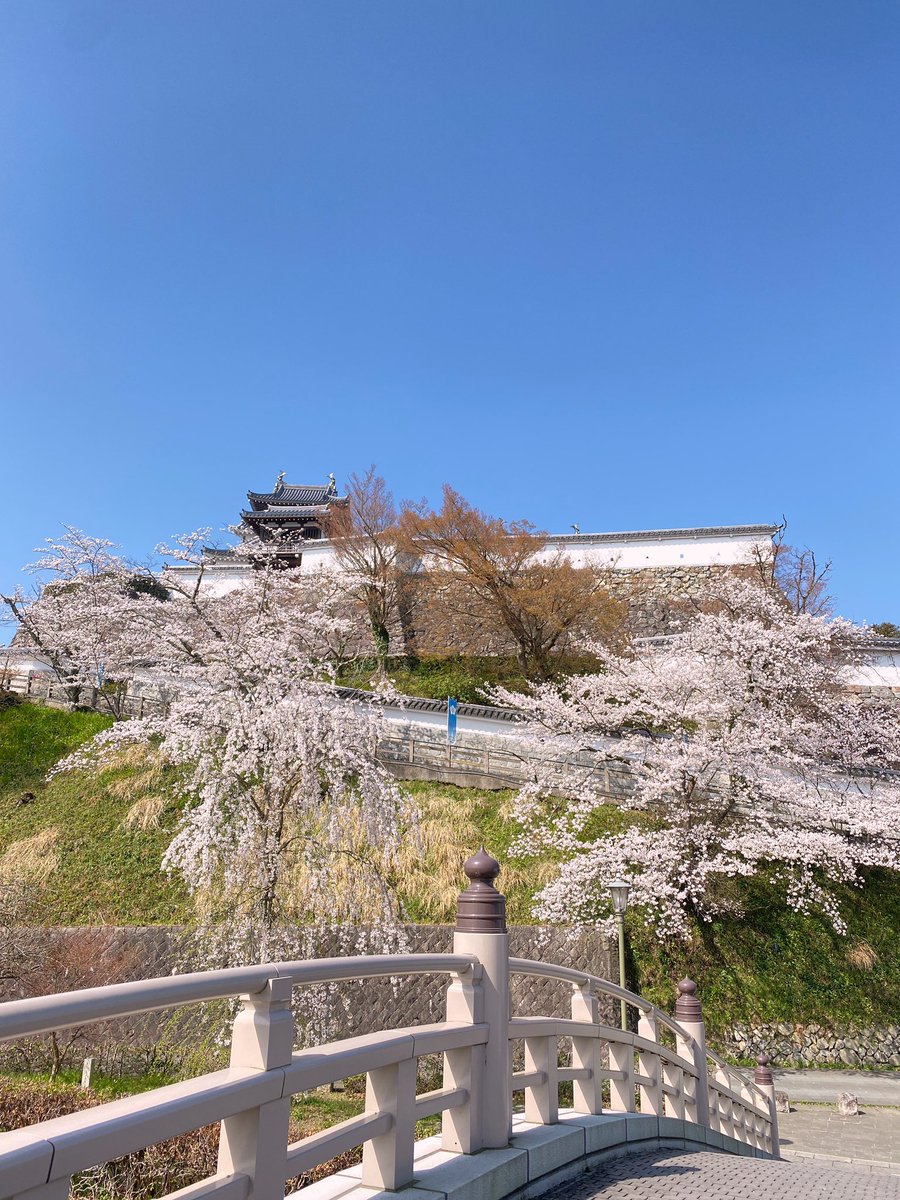 mitsuhidehiroko's tweet photo. 福知山城の桜満開🌸🌸🌸

佐藤太清記念美術館横の紅八重桜も例年より早く咲きました！

ソメイヨシノと一緒に楽しめるという珍しい光景は必見です✨🌸🍡 https://t.co/7s6u48e9Ss