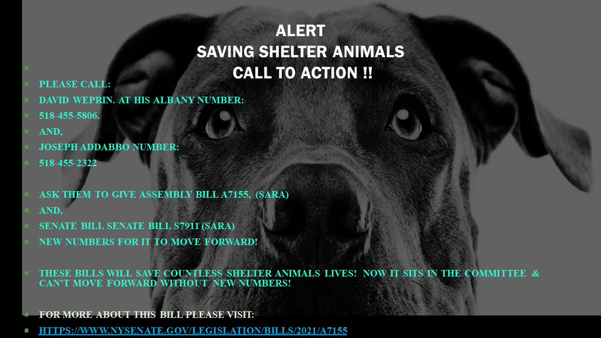 @KindFashionNYC @nycscr @AndyWeprin  @AmsterDogRescue @nypost  @RealPaulMueller 
@TAnimalPledges  @WeLoveDogsUSA  @llcoolj  @KeithOlbermann #share  @_AnimalAdvocate @reddogsusie  @AnubisSekhmet @elonmusk @Oprah @POTUS @pitbulladvocate @P4animalsR  #TrendingNow #TrendingTopics