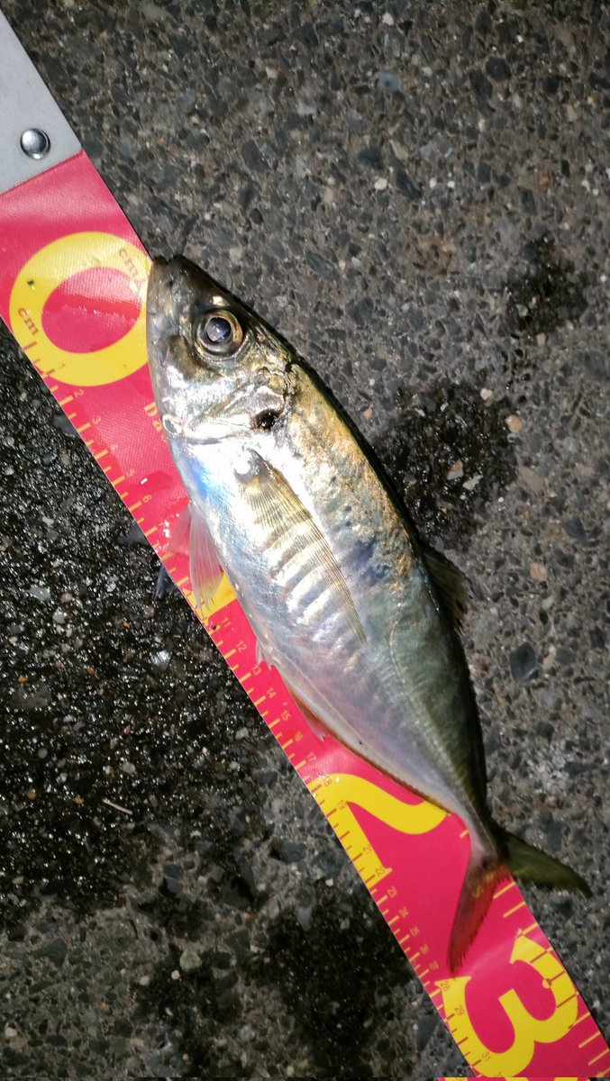 深夜のランガン🐟やっとこさの１本。あーしんど！開けるとお腹はエビだらけ！しっかし、Twitter放置してたw　#アジング #プロキシマ