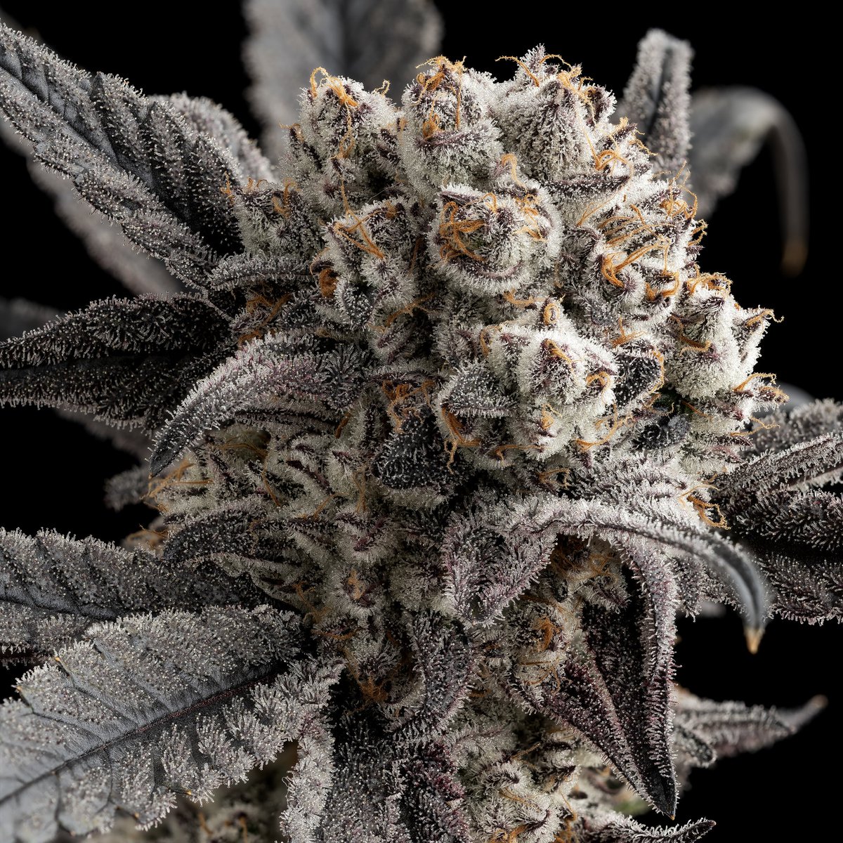 Lifted_cannabis's tweet photo. Garlic icing = Frost Donkey x (Secret Weapon x Dark Helmet)
#fuego #highlife #stoner #stoned #garlicicing https://t.co/zCo5g4IAvw