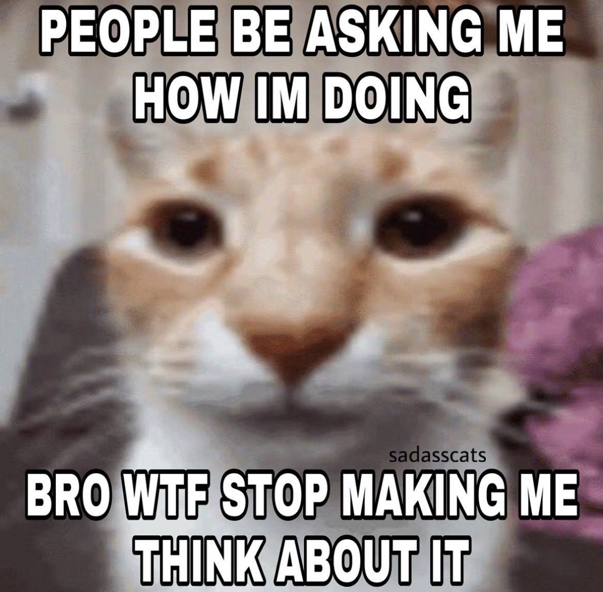 LiterallyMeCats (@literallymecats) on Twitter photo 