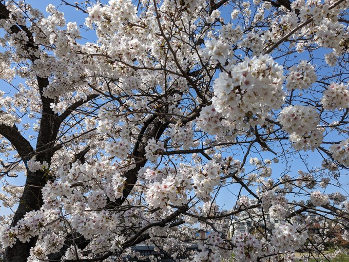 京都の桜も満開🌸最初の2枚は出町柳。屋形船と橋は伏見の出会い橋。こっちは、キミスイで北村匠海と浜辺美波の演じた主人公達の