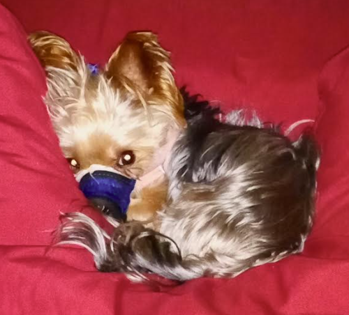 jenasis11's tweet photo. #Update little dawg had his first positive check up today!  weight  leveled out - sutures are healing - we have weeks to go to avoid a #mandibulectomy. #donations are still needed   cashapp $JenasisFree  Venmo @Jena-Greer  https://t.co/WlOzmoFhys or https://t.co/sRhfzjv5zp #esa https://t.co/AeOB9S6isC