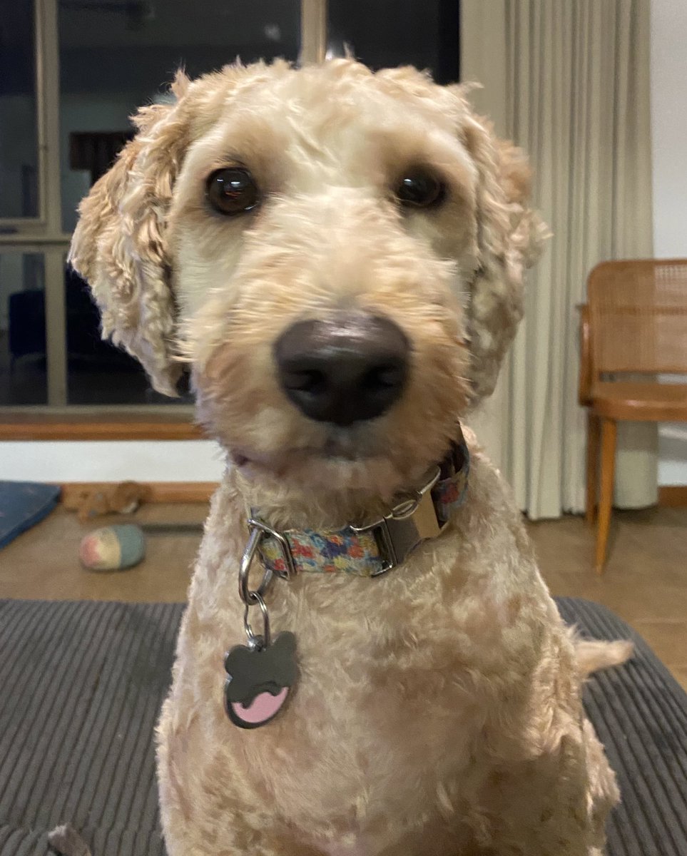 daily_pluto's tweet photo. @bronte__lee There’s a corner on our daily walk where I more often than not manage to conjure up a cheese sandwich or a chop or something. Love BabyNyx https://t.co/QB3UcumlSh