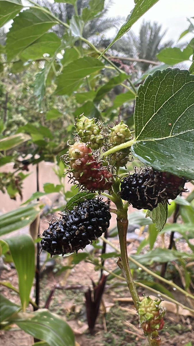 ليكن حظ المؤمن منك ثلاثًا : 
إن لم تنفعه فلا تضره، وإن لم تفرحه فلا تغمه، وإن لم تمدحه فلا تذمه.🌹