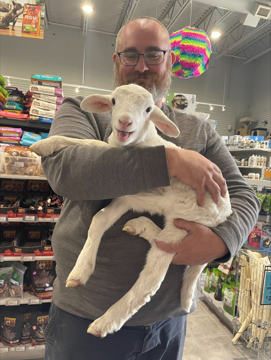 kimdizzne65's tweet photo. Cutest customers today. Ben with Nicole, Millie with Matt and a sweet lamb! #bluebarn #castlegar can’t take credit for the pictures. https://t.co/f8DLnmjwg3