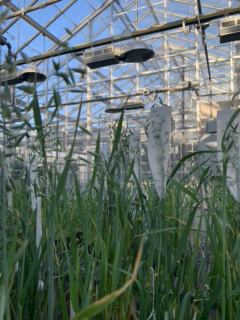 Illinois oat panicle-row harvest 15 years ago (credit: Fred Kolb). And the cycle continues under <a href="/jdarbelaez/">Juan D. Arbelaez</a>.