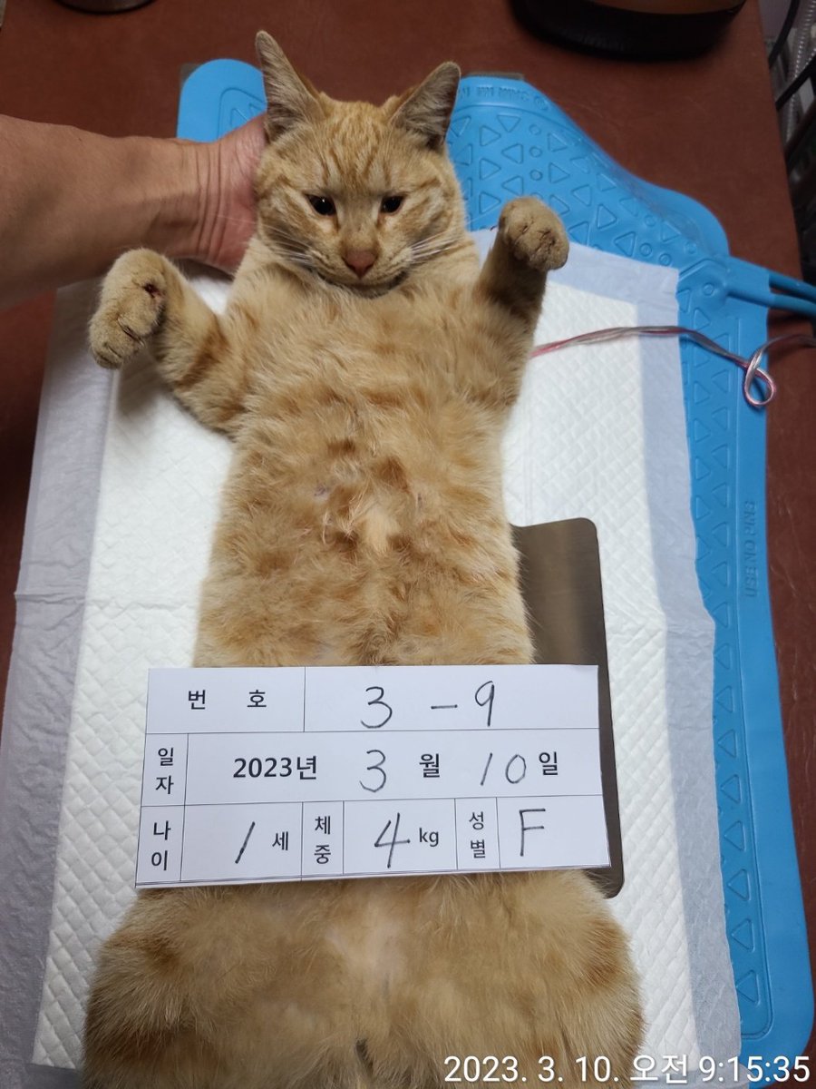 mario_and_dori's tweet image. RT) 서울시 금천구 TNR이 시작된지 2주만에 벌써 여아 2마리가 배가 터진채 발견되었습니다. 작년에도 삼색이가 해당 병원 TNR 후 배가 터진채 죽어있었습니다. 구청은 병원을 한곳 더 늘리고 선택하여 TNR을 해줄 것시며 4월부터 우선 이 병원으로 하여 다시 TNR을 시작하거 한다고 합니다. #고양이