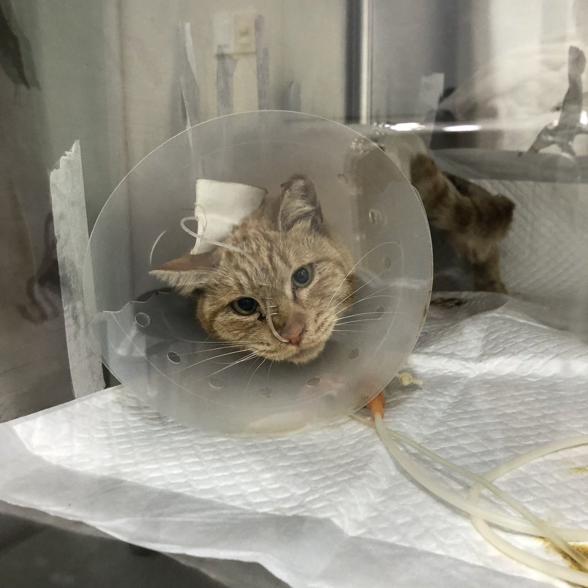 mario_and_dori's tweet image. RT) 서울시 금천구 TNR이 시작된지 2주만에 벌써 여아 2마리가 배가 터진채 발견되었습니다. 작년에도 삼색이가 해당 병원 TNR 후 배가 터진채 죽어있었습니다. 구청은 병원을 한곳 더 늘리고 선택하여 TNR을 해줄 것시며 4월부터 우선 이 병원으로 하여 다시 TNR을 시작하거 한다고 합니다. #고양이