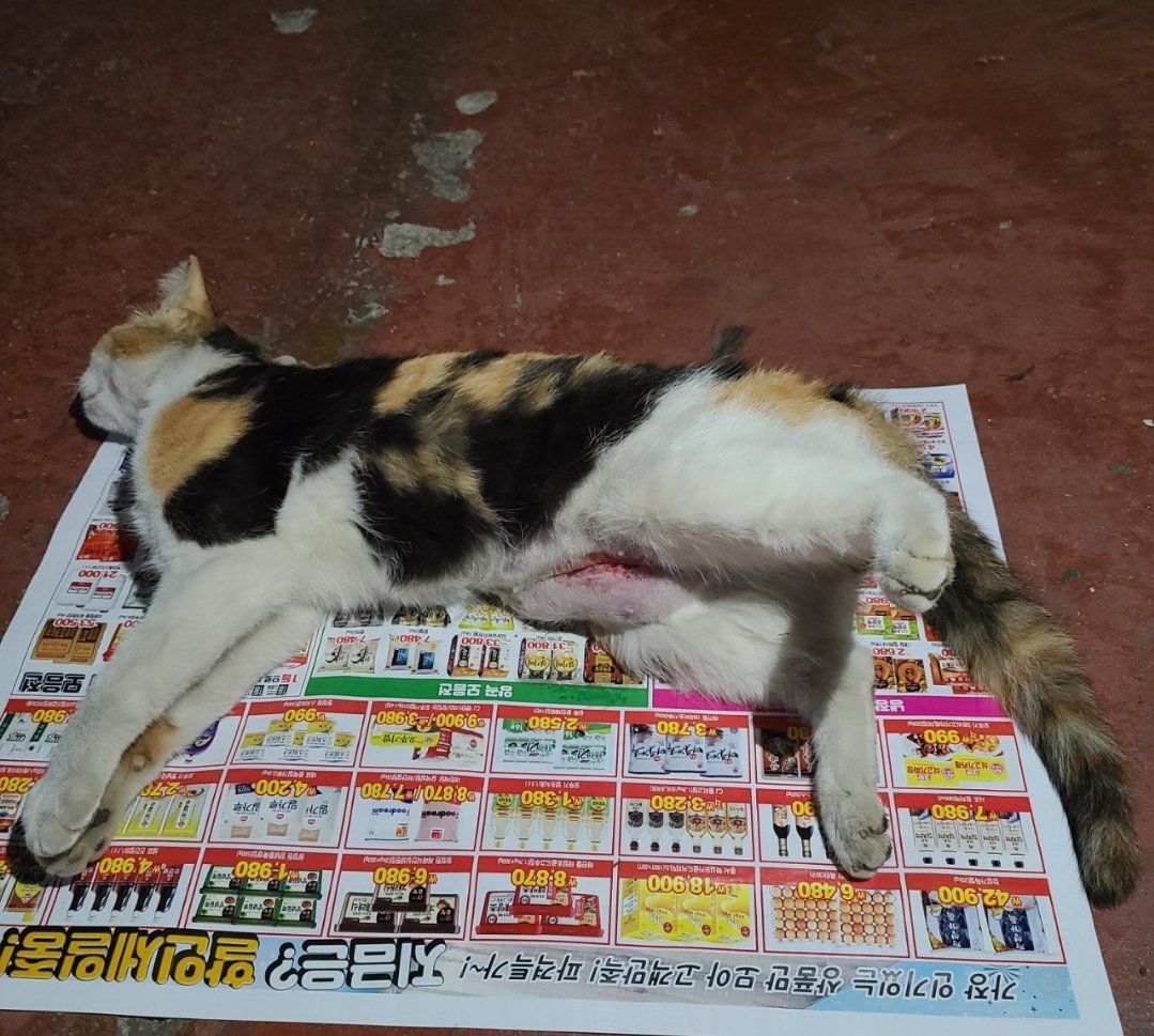 mario_and_dori's tweet image. RT) 서울시 금천구 TNR이 시작된지 2주만에 벌써 여아 2마리가 배가 터진채 발견되었습니다. 작년에도 삼색이가 해당 병원 TNR 후 배가 터진채 죽어있었습니다. 구청은 병원을 한곳 더 늘리고 선택하여 TNR을 해줄 것시며 4월부터 우선 이 병원으로 하여 다시 TNR을 시작하거 한다고 합니다. #고양이