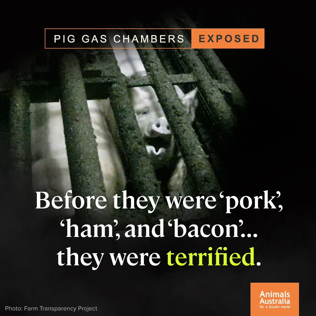The majority of pigs killed to become 'pork', 'bacon' and 'ham' in Australia spend their final moments in extreme pain, gasping for air and desperately trying to escape. You only know about this because <a href="/farmtr_project/">Farm Transparency Project</a> investigators exposed it.
  
More  👉 bit.ly/pig-gas-chambe…