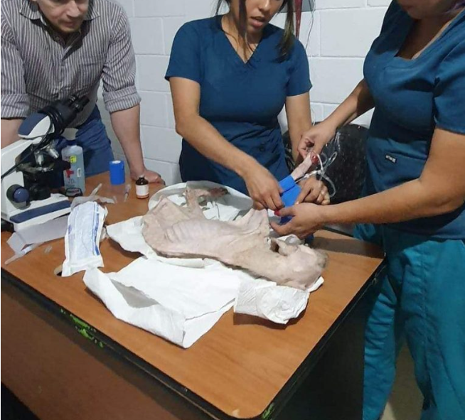 revistaPETmi's tweet photo. Gasparin fue uno de los animales que necesitaba atención médica urgente. Fue llevado a la Unidad Veterinaria, donde recibió atención constante. Aunque hizo todo lo posible por sobrevivir, finalmente murió el mismo día del rescate. https://t.co/ZHN8bNyX7D