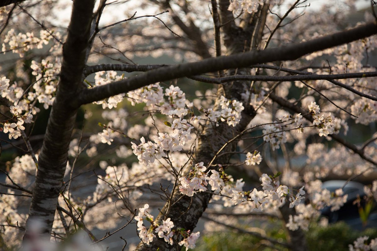 joyotown's tweet photo. 春の山公園も桜が満開です！結構長めの滑り台があることを初めて知りました^^ 子供たち���楽しめる遊具や、ゆっくりくつろげる空間もたくさんあり、春の山公園でのお花見もおすすめです！
#八女 #上陽町 #春の山公園 #お花見 https://t.co/OPszI77UsG