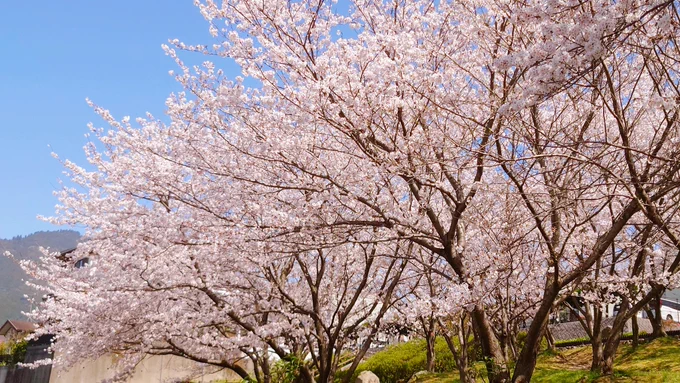 花見 