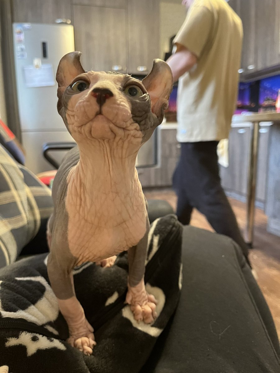 Killer Queen tweet media