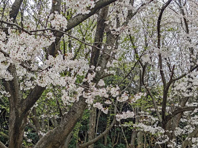 昨日、病院まで義妹が車で迎えに来てくれ、少しの間でしたがお花見ができました。曇り空でも櫻はいつも美しい。#さくら #桜 