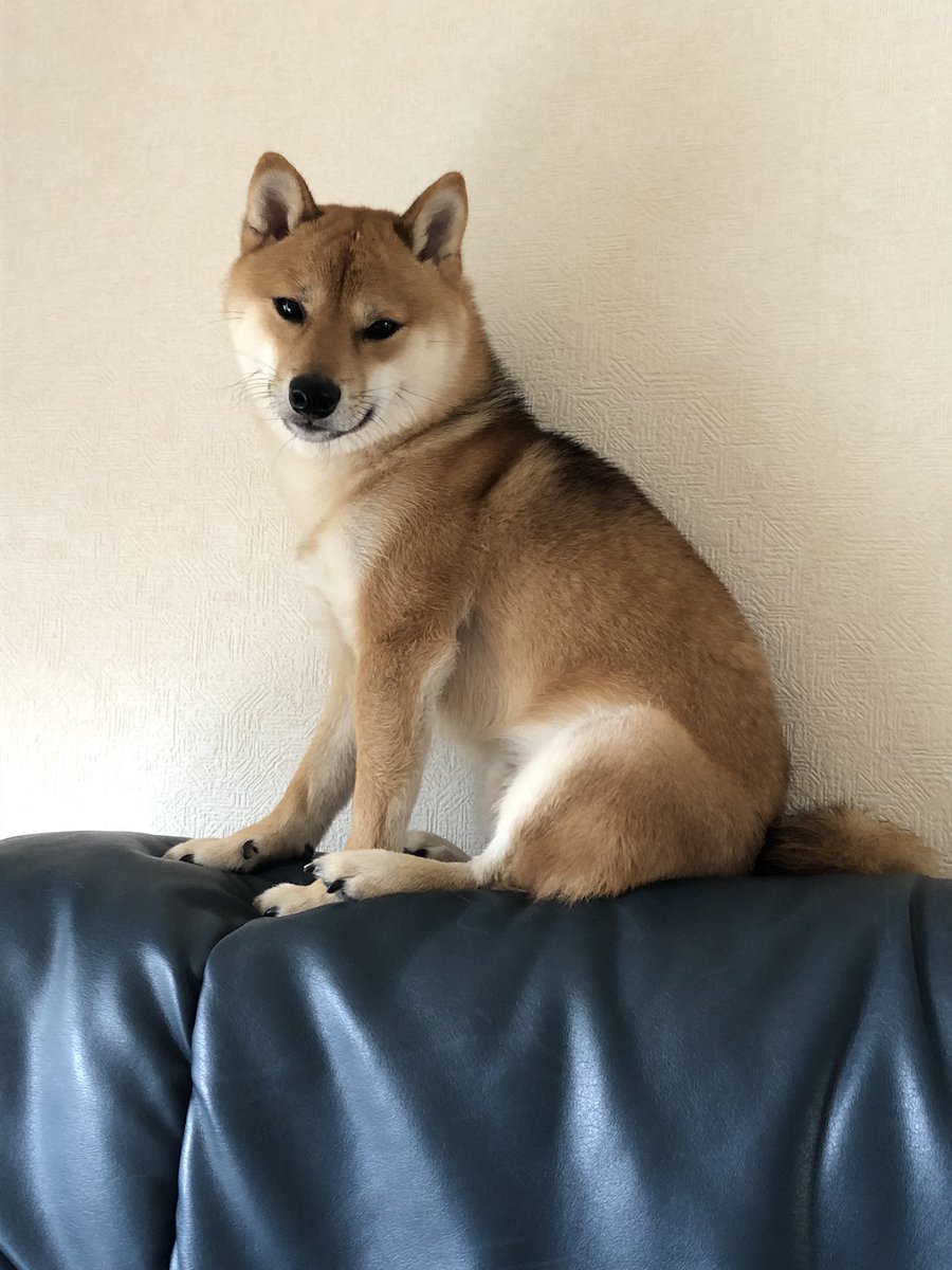 今日のコタロウ