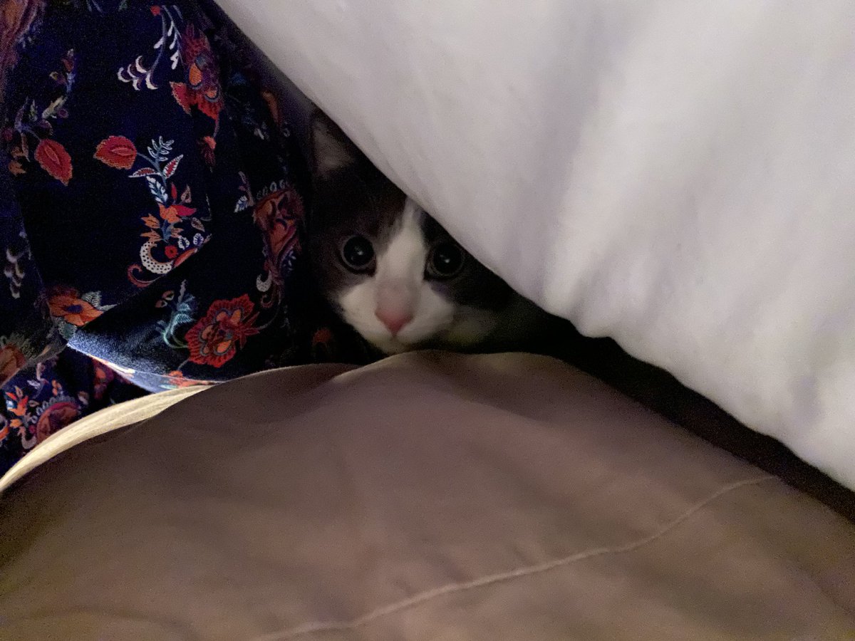 KatsKitties's tweet image. Sigh. Bedtime has already been infested by a bedmonster. And it’s all human’s fault because she encourages it by tenting the sheets to attract the bedmonster