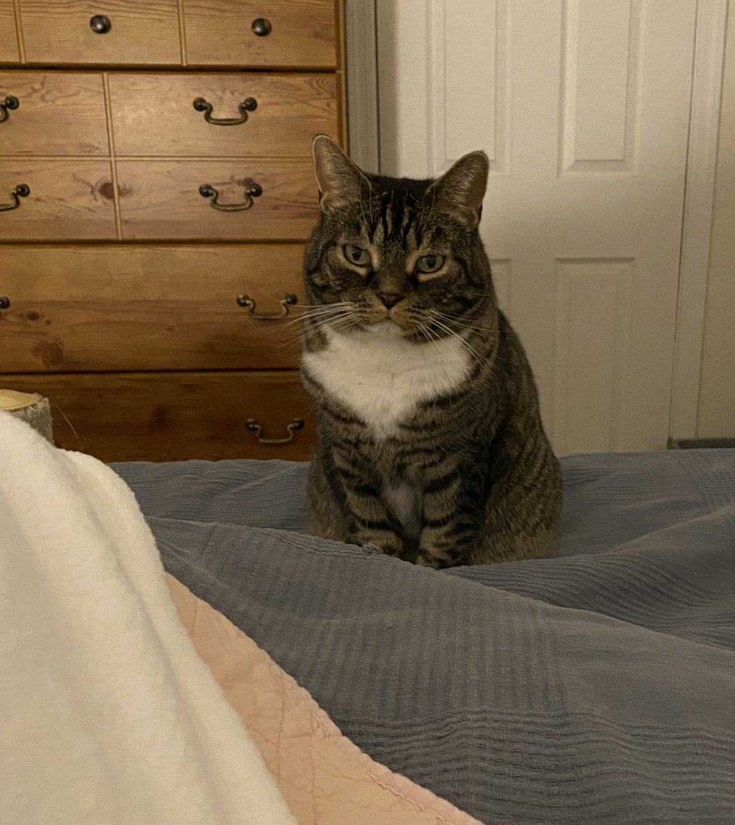 KatsKitties's tweet image. Sigh. Bedtime has already been infested by a bedmonster. And it’s all human’s fault because she encourages it by tenting the sheets to attract the bedmonster