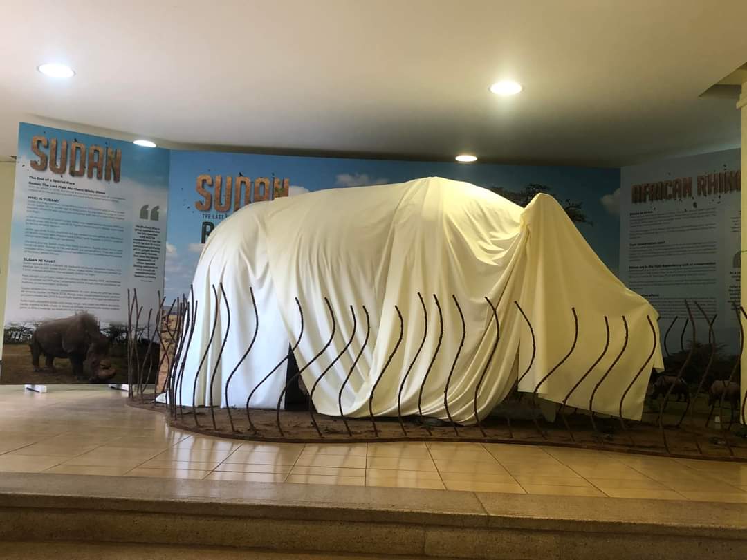 The moment we've all been waiting for is almost here. Something big is about to be unveiled.Can you guess who's hiding under the cover?
Get ready for an unforgettable experience.#Sudan #NorthernWhiteRhino #Conservation #Wildlife #ExhibitionLaunch