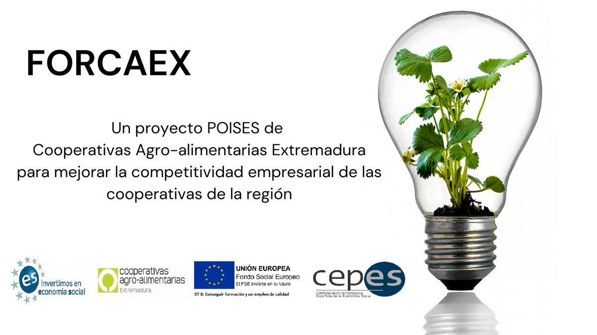 CooperativasExt's tweet photo. ‼️ #POISES una gran oportunidad para las cooperativas
🟢@CooperativasExt desarrolla su proyecto #FORCAEX para mejorar la competitividad de las cooperativas agroalimentarias extremeñas
➡️Junto a @CEPES2 y Fondo Social Europeo
#POISESCEPESFSE #CEPESFSE
https://t.co/HnGgFc2gYd https://t.co/gQS3n02I3s