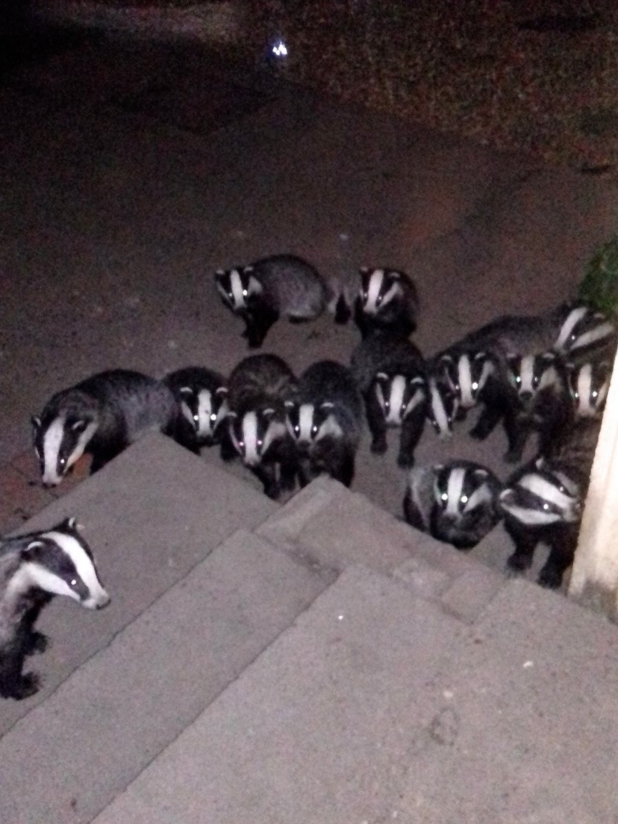 Birmingham & Black Country Wildlife Trust tweet media