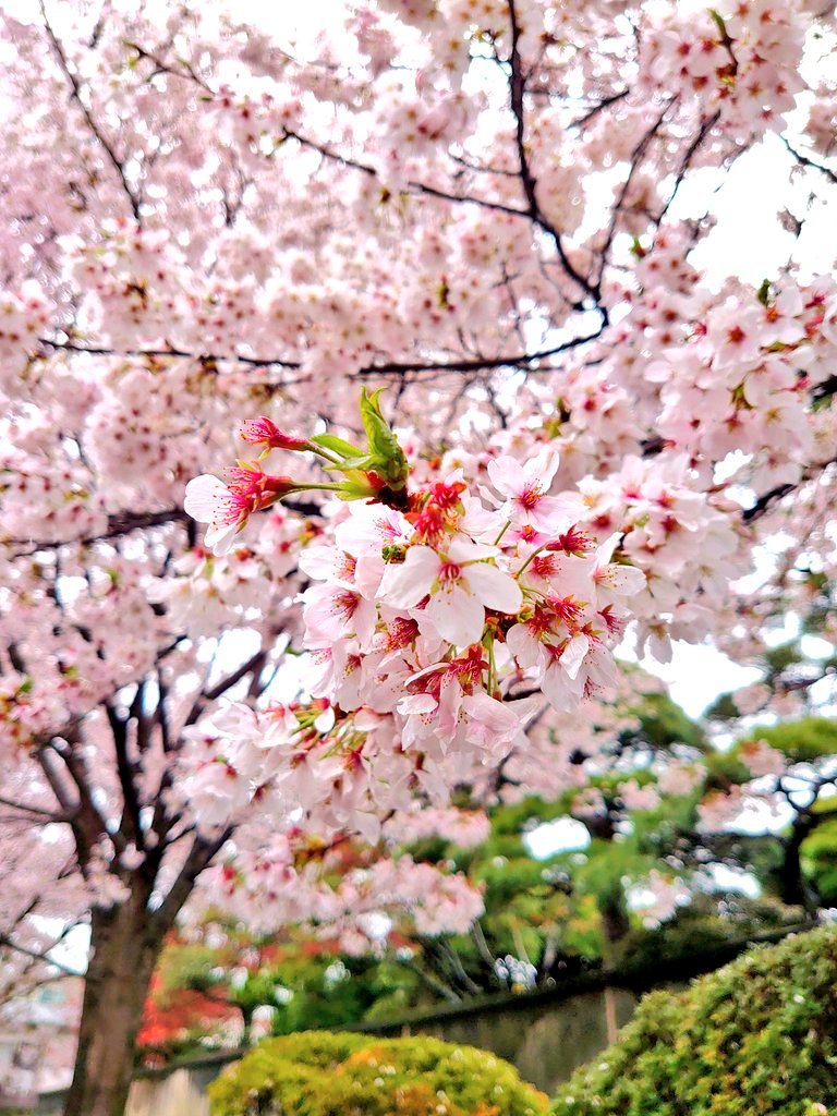 smilemilenet's tweet image. 雨上がりの桜もまた、趣がありますね。🤗🙂🥰🌸
日本に生まれて良かった、と感じる季節ですね。😀😀

#Sakura
#Cherryblossom
#JapanSpring
#TokyoSpring
#花好きな人と繋がりたい 
#春のお裾分け
